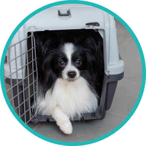 Caixas de Transporte